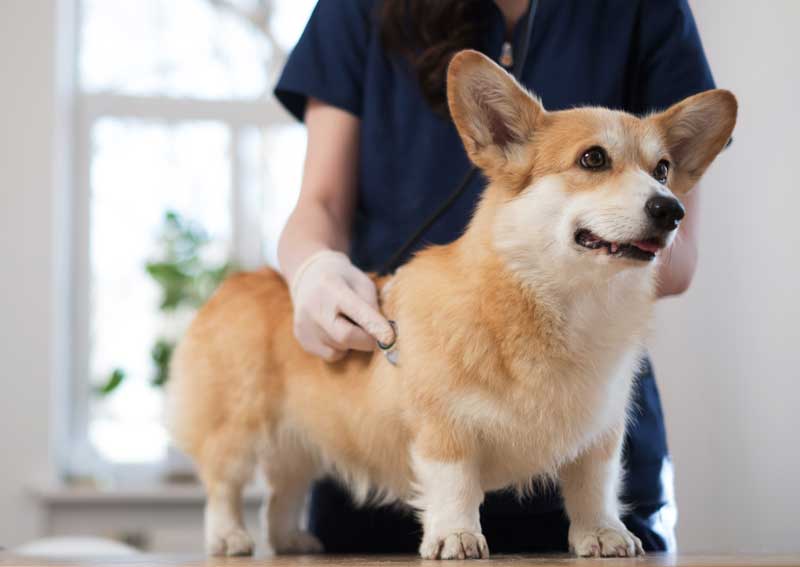 Carousel Slide 4: Dog veterinary care