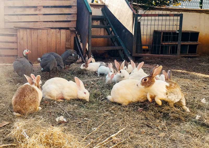 Carousel Slide 5: Small animal care